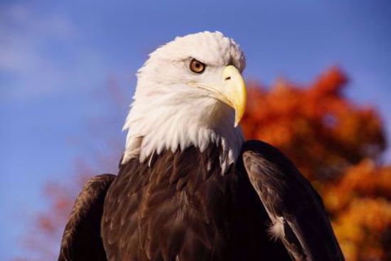 Picture of Eagle Zoomie